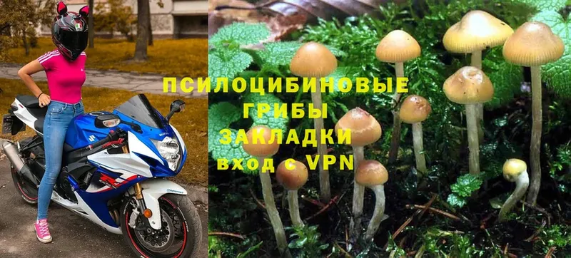 купить   Горняк  Галлюциногенные грибы Psilocybe 